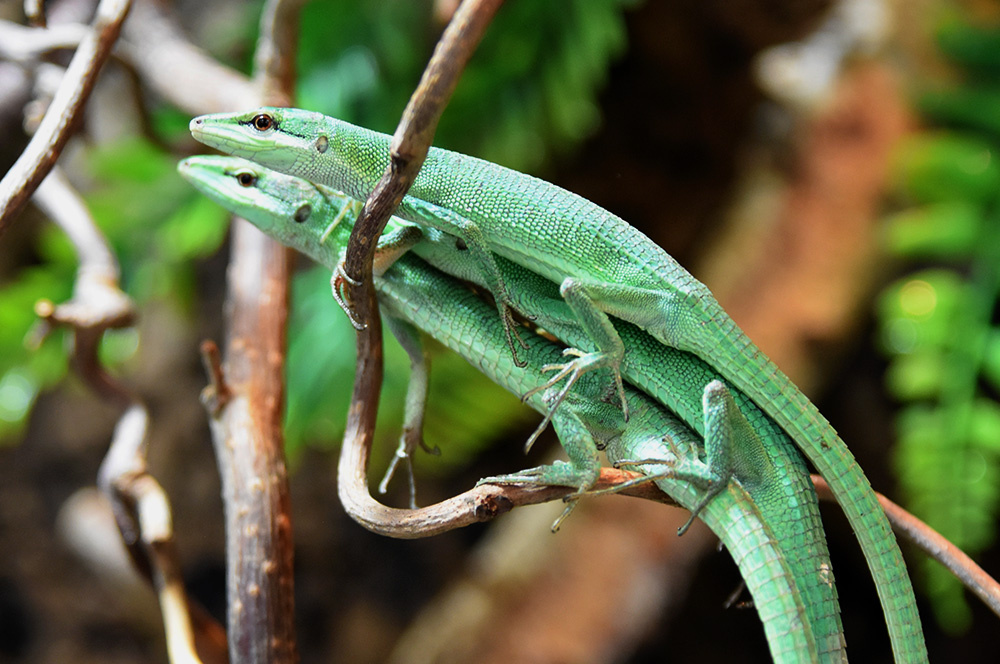 Langschwanzeidechsen (1)