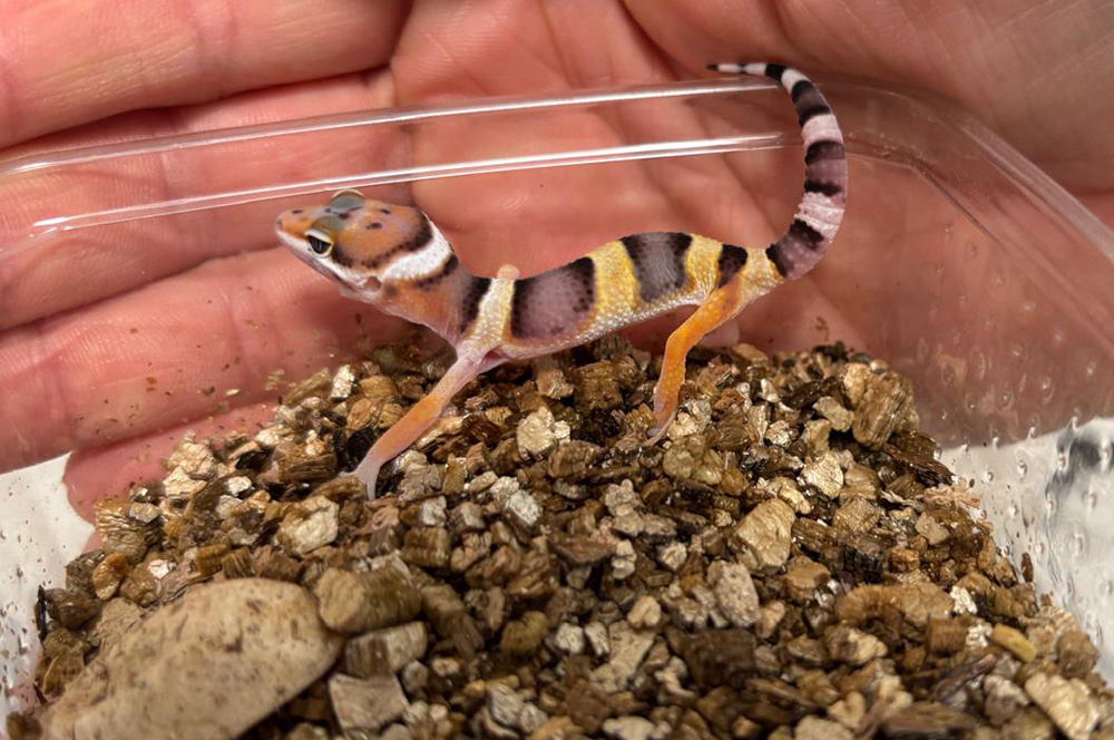 Leopardgecko-Baby