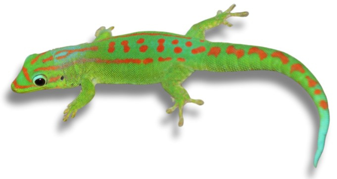 Artseite_Mauritius-Taggecko_freigestellt_unten